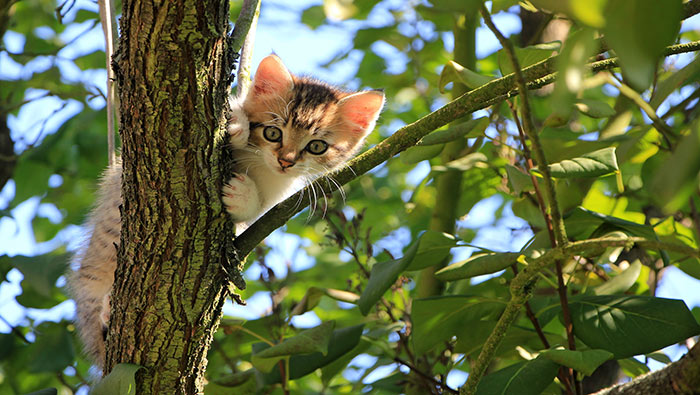 可爱小猫壁纸躲在树上的可爱小猫高清桌面壁纸图片