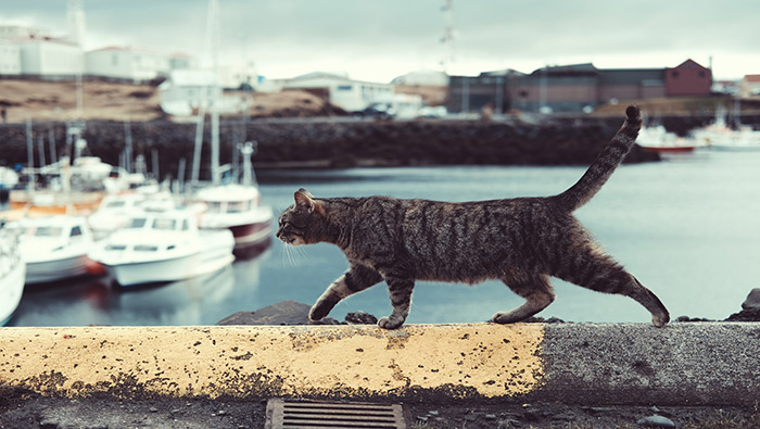 可爱小猫壁纸走在海边道路上的小猫高清桌面壁纸图片