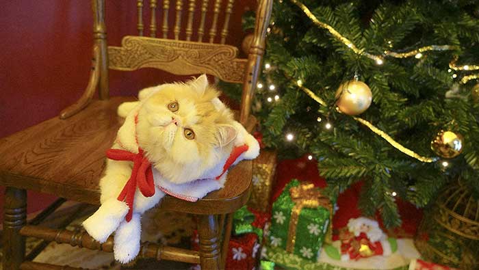 圣诞节可爱的加菲猫高清桌面壁纸（图集2）