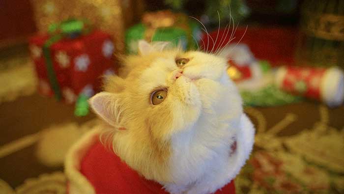 圣诞节可爱的加菲猫高清桌面壁纸（图集6）