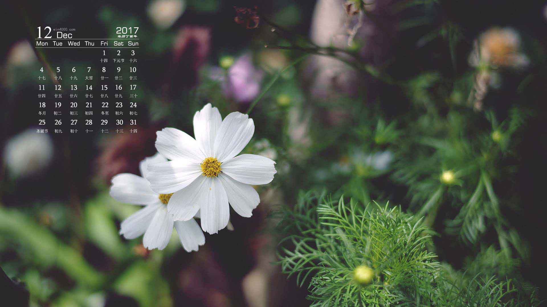 12月绿色护眼小雏菊高清图片日历壁纸
