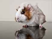 超清荷蘭鼠照鏡子寫真動物壁紙