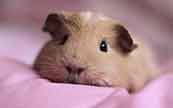 超萌荷蘭鼠動物壁紙_棕色的荷蘭鼠賣萌圖片