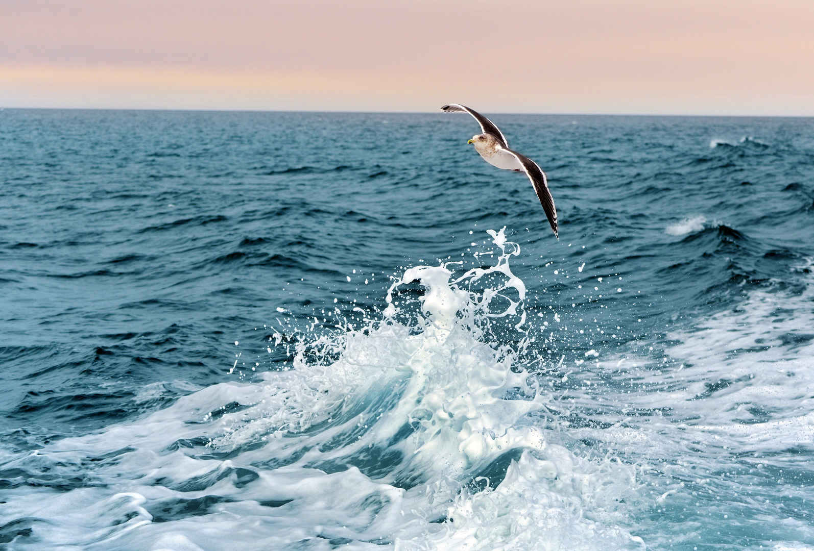 大海海鸥高清图片