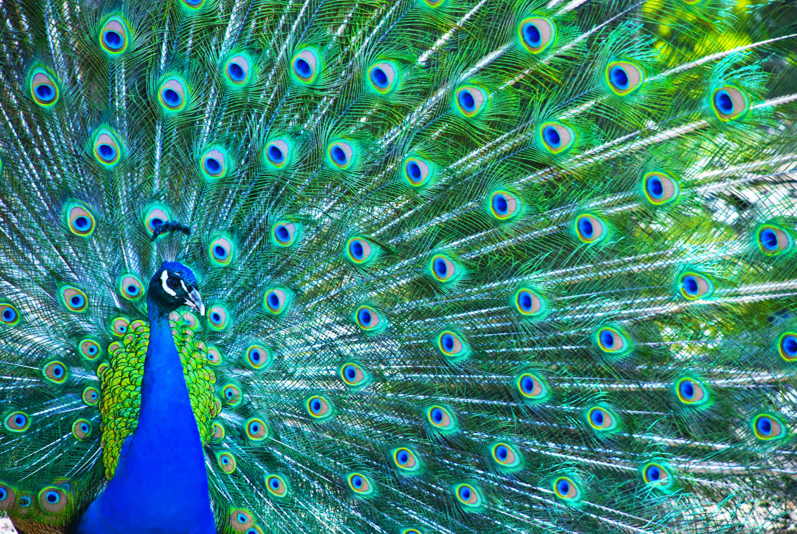 鲜艳绚丽美丽的动物蓝孔雀开屏壁纸图片