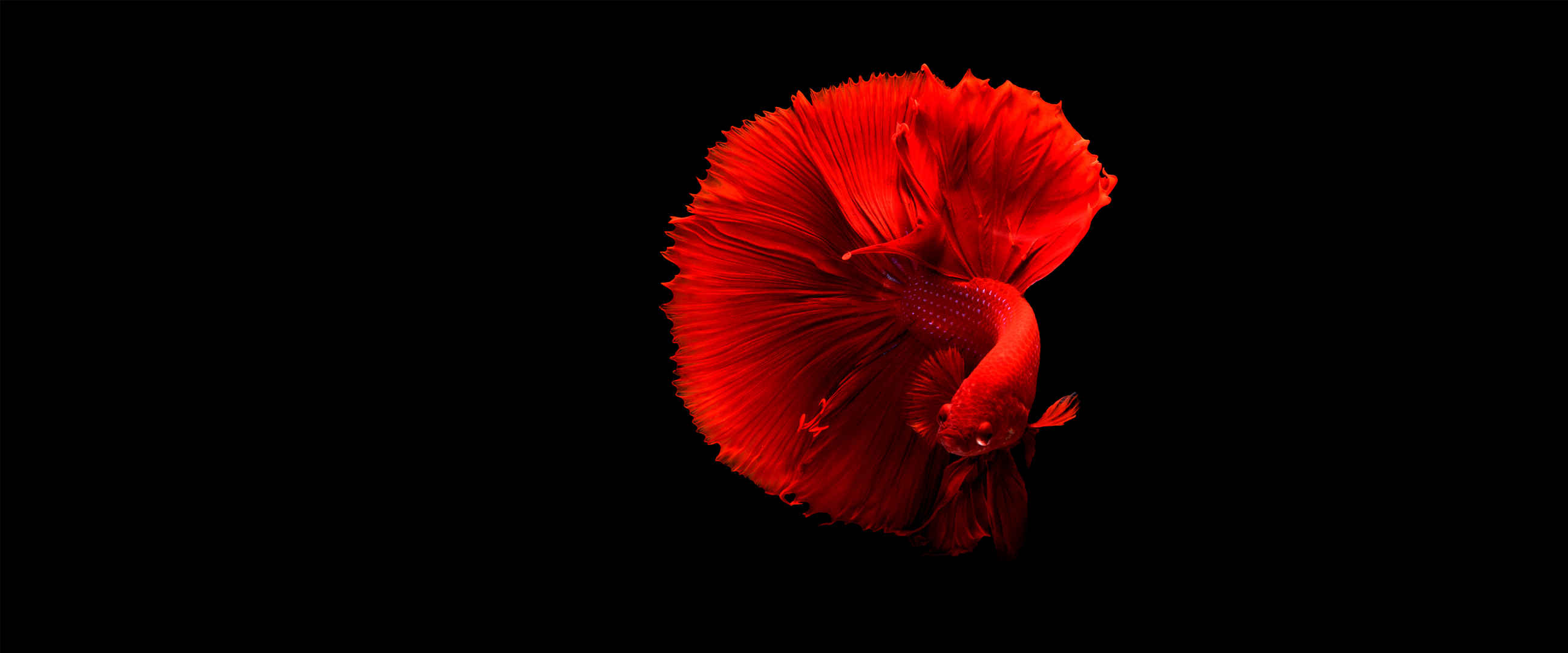 红色唯美鲤鱼质感