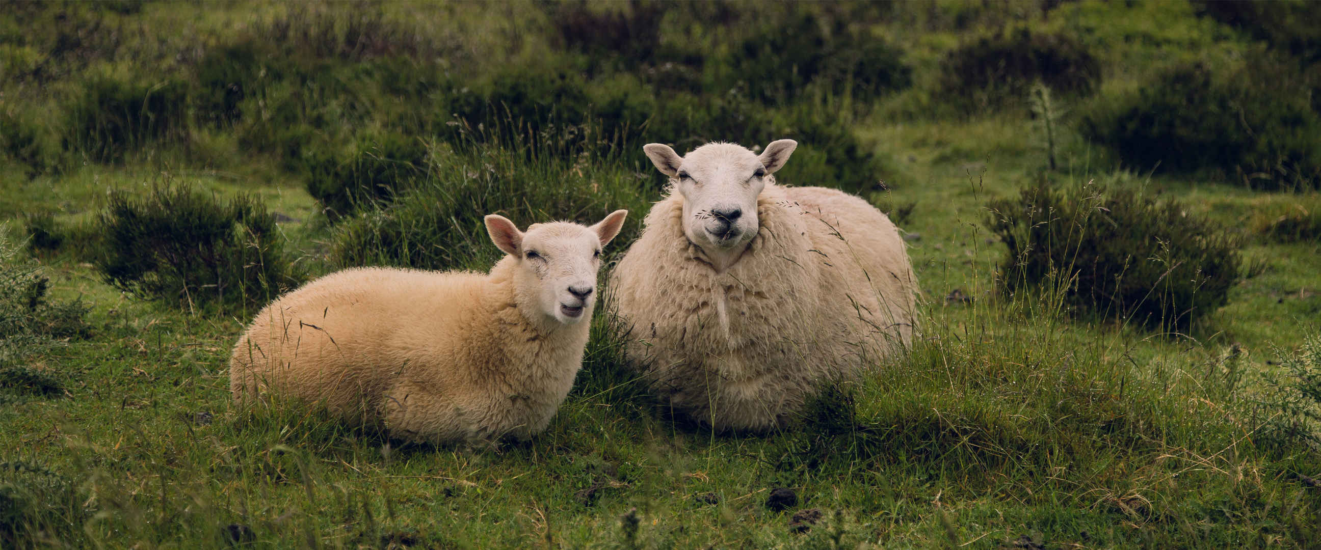 两只羊图片