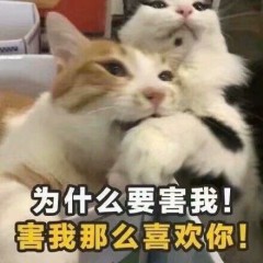 可爱小猫的土味情话微信QQ表情包图片