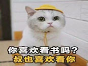 可爱小猫的土味情话微信QQ表情包图片