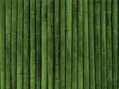 护眼壁纸绿色的竹