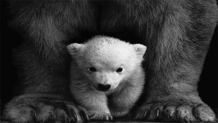 被大熊保护的小熊超清唯美黑白壁纸图片