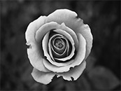 正在盛开的玫瑰花超清黑白桌面壁纸图片