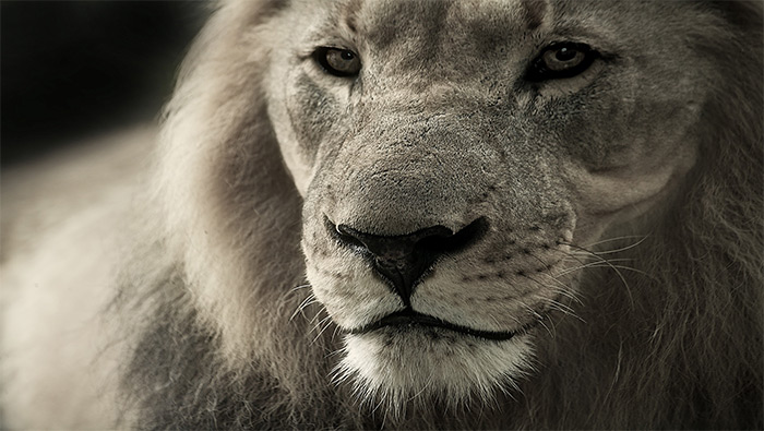 非洲的雄狮超清黑白近照桌面壁纸图片