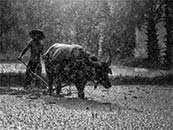 雨中農田耕牛場景超清唯美海報壁紙圖片