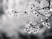 樹梢上的櫻花超清黑白桌面壁紙圖片