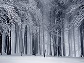 大雪中森林里的高大樹木超清唯美黑白壁紙圖片