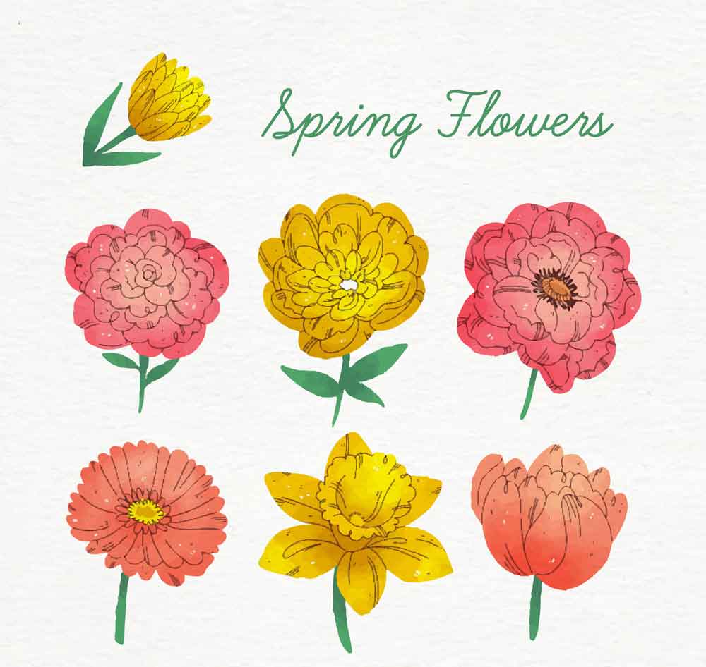 彩绘手绘矢量花卉植物图片下载