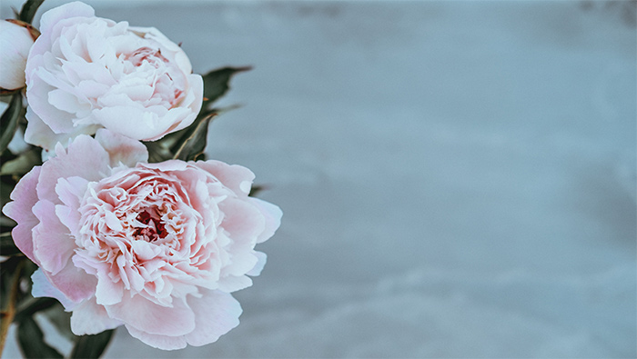白色和粉色玫瑰花超清唯美桌面壁纸图片