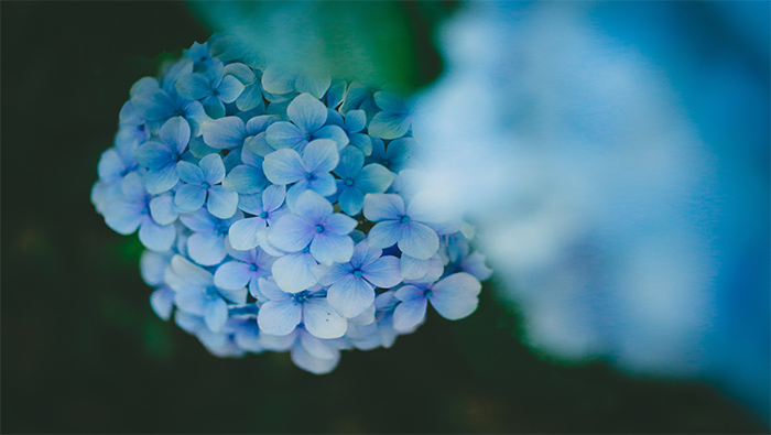 正在盛开的蓝色小花球超清唯美桌面壁纸图片