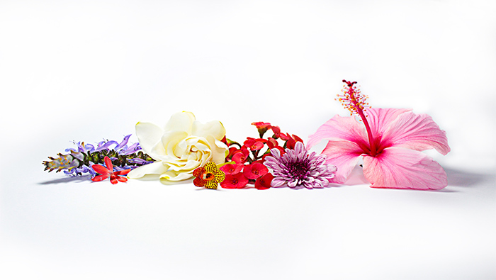 桌面上的五彩缤纷花朵超清唯美桌面壁纸图片