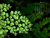 2018年11月绿色护眼植物日历桌面壁纸