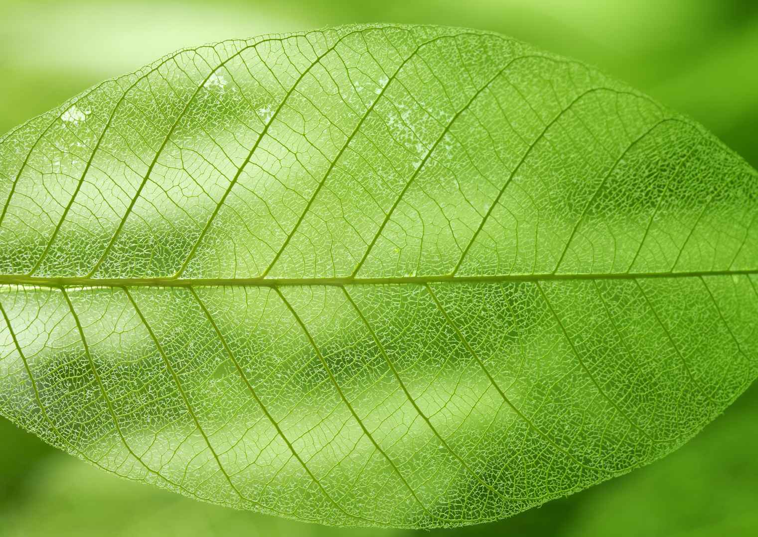 透明绿色树叶壁纸