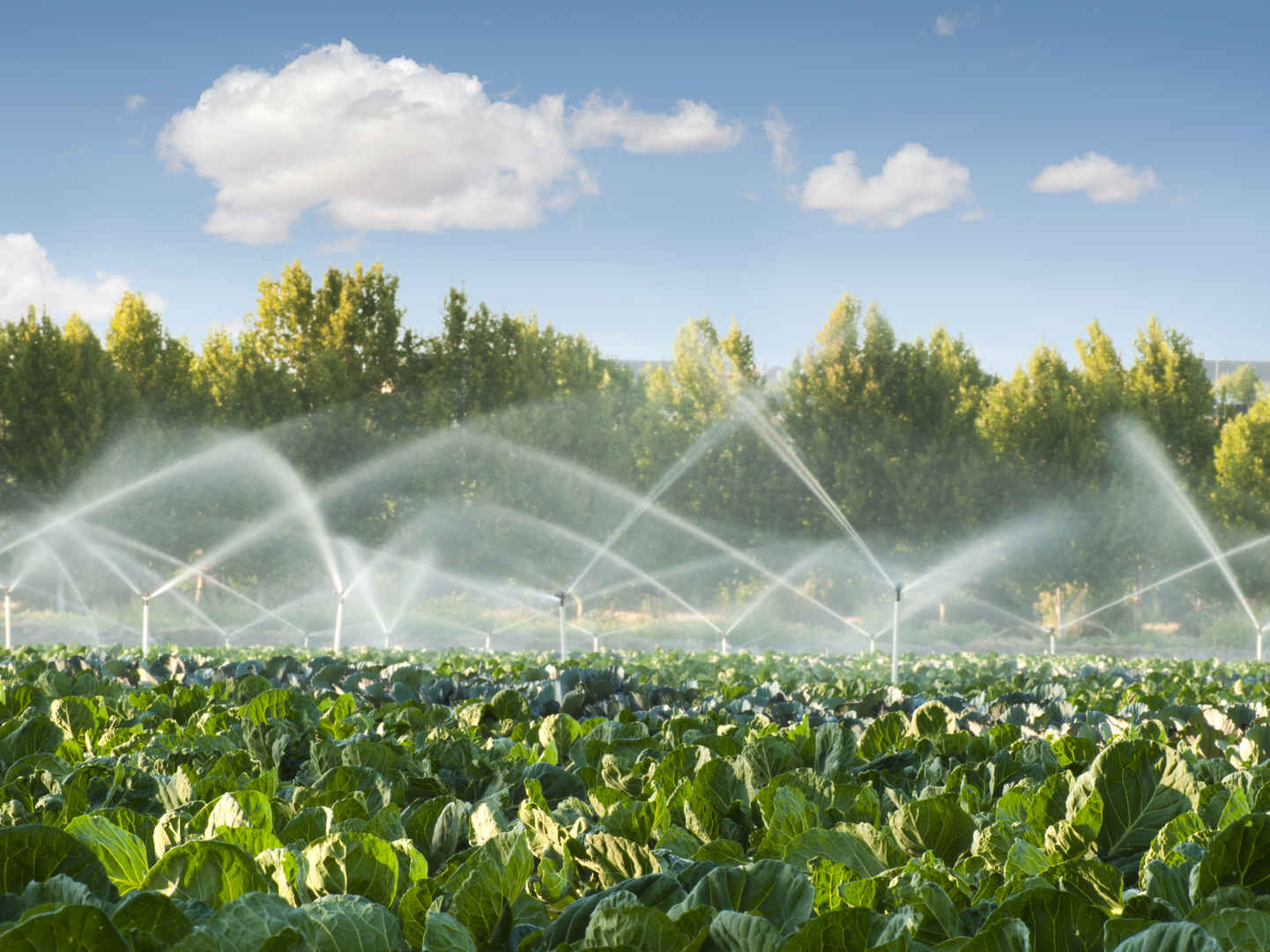 绿色蔬菜园中的灌溉系统图片