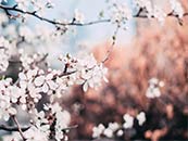 樱花盛开的季节超清唯美桌面壁纸