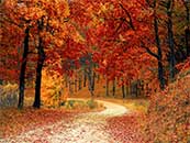 秋天被金色包围的山间小路超清唯美桌面壁纸图片