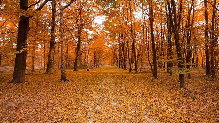 秋天树林中的金色大道超清唯美桌面壁纸图片