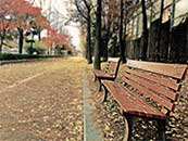 落满树叶的路边小椅超清唯美桌面壁纸