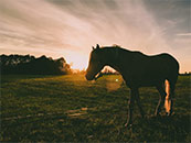 落日时独自走在草场上的骏马超清唯美桌面壁纸图片