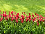公园中草坪上的红色花丛超清唯美桌面壁纸图片