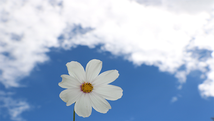 蓝天白云和一朵白色小花超清唯美桌面壁纸图片