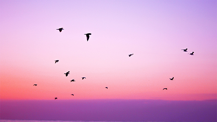 紫色天空下的群鸟超清唯美桌面壁纸