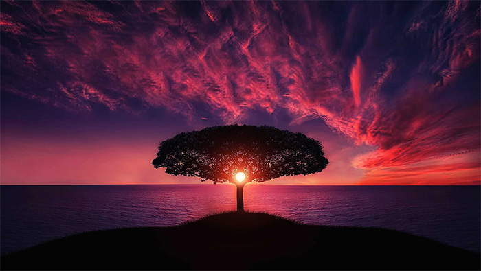 红色晚霞中海边的一棵小树出去玩唯美桌面壁纸图片