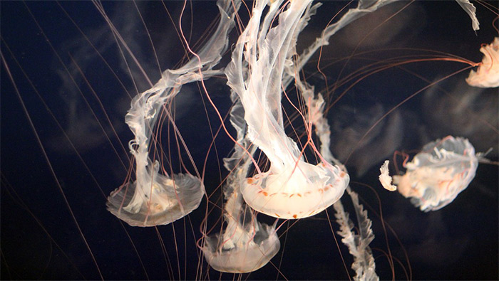 海底的超长水母超清唯美桌面壁纸图片