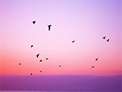 紫色天空下的群鸟