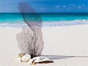 蓝色海边沙滩上的珊瑚超清唯美桌面屏保图片