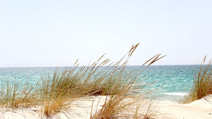 海边沙滩上的野草超清唯美桌面屏保图片