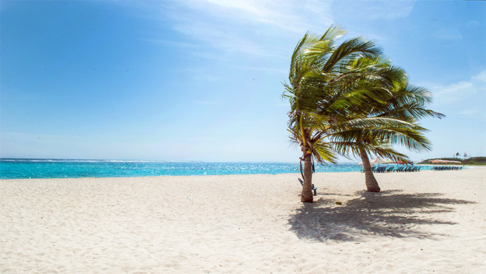 沙滩上狂风中的椰子树超清唯美桌面屏保图片