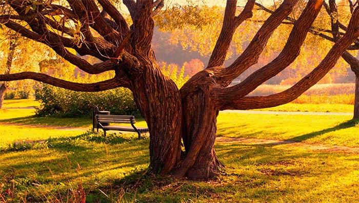 黄昏中公园里的大树超清唯美桌面壁纸图片