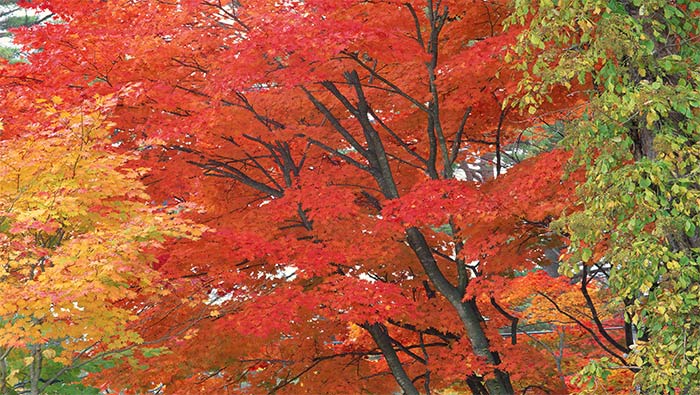 被秋天染红的树林超清唯美桌面壁纸图片