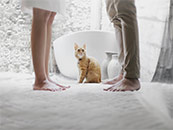 情侣和他们的橘猫超清唯美桌面壁纸图片