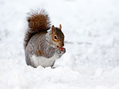 雪地上正在进食的可爱小松鼠超清桌面壁纸图片