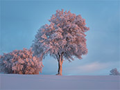 冬天野外平原上白色的大树超清唯美桌面壁纸图片