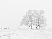 大雪中银装素裹的大树超清唯美桌面壁纸图片