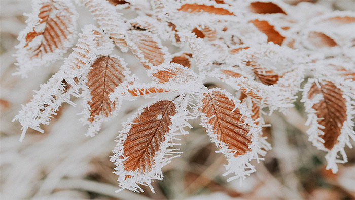 冬天清晨霜冻住的树叶超清唯美桌面壁纸图片