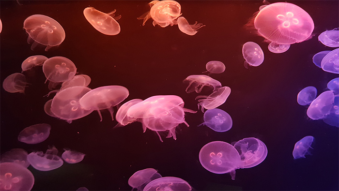 海底的发光水母群超清唯美桌面壁纸图片