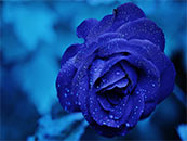 罕见的紫色玫瑰花